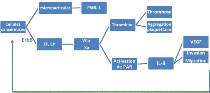 Figure 1.- Interactions cancer et thrombose  