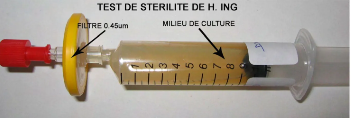 Figure 5.6. Test de stérilité de H. Ing 