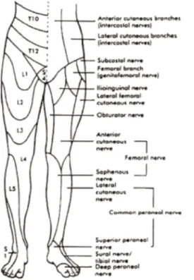Figure 2. Distribution radiculaire (côté gauche) et tronculaire (côté droit) des nerfs sensitifs.