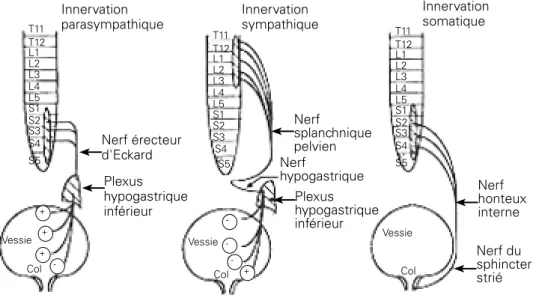 Figure 1  : Innervation de l’appareil vésico-sphinctérien [6].