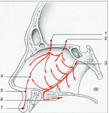 Figure 1 –  Vascularisation des fosses nasales
