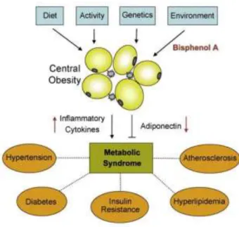Figure 14 : Modèle présentant une vue intégrée des différents facteurs affectant le SM lié à l’obésité (Ben-Jonathan, 2009)