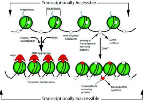 Figure 17 : Code épigénétique des histones et activation des gènes (Barros, 2009) 