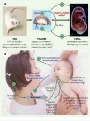 Figure 18 : Effets des gènes soumis à empreinte sur l’acquisition des  ressources par le fœtus et le nourrisson (Junien 2005) 