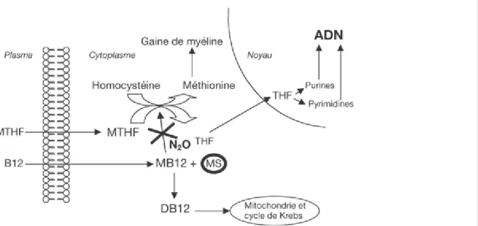 Figure 3. Mécanisme de la toxicité d'origine enzymatique : la vitamine B12 ou  cobalamine est transformée en méthylcobalamine (MB12) dans le cytoplasme où elle  interagit avec l'enzyme méthionine-synthétase (MS)