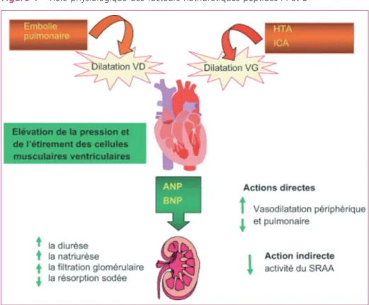Figure 1 –  Rôle physiologique des facteurs natriurétiques peptides A et B
