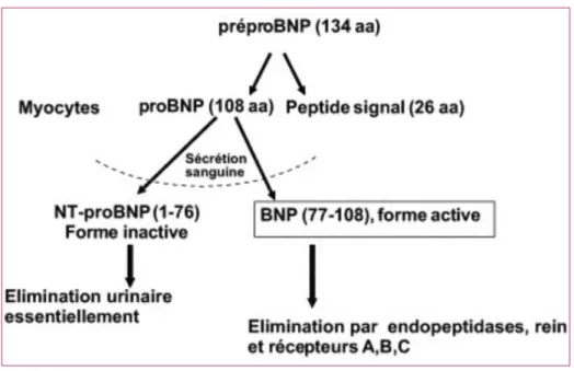 Figure 2 –  Synthèse du  B-type natriuretic peptide  et du NT-proBNP