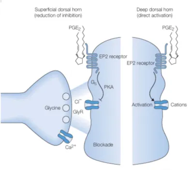 Figure 3 : Action des prostaglandines 