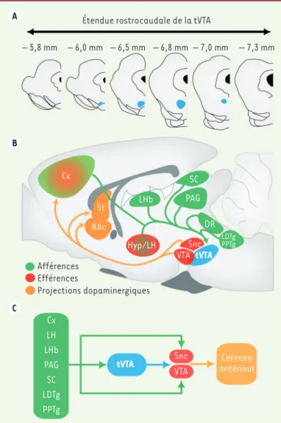 Figure 1.  Localisation et connectivité de la tVTA. A.  Représenta- Représenta-tion graphique de coupes coronales de cerveau de rat organisées  selon l’axe rostrocaudal (la distance au bregma est donnée en  mm)