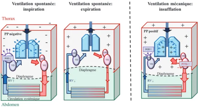 Figure 1.- Conséquences des variations de pression thoracique sur la précharge  ventriculaire droite et la post charge ventriculaire gauche chez le sujet sain en ventilation  spontanée et en pression positive