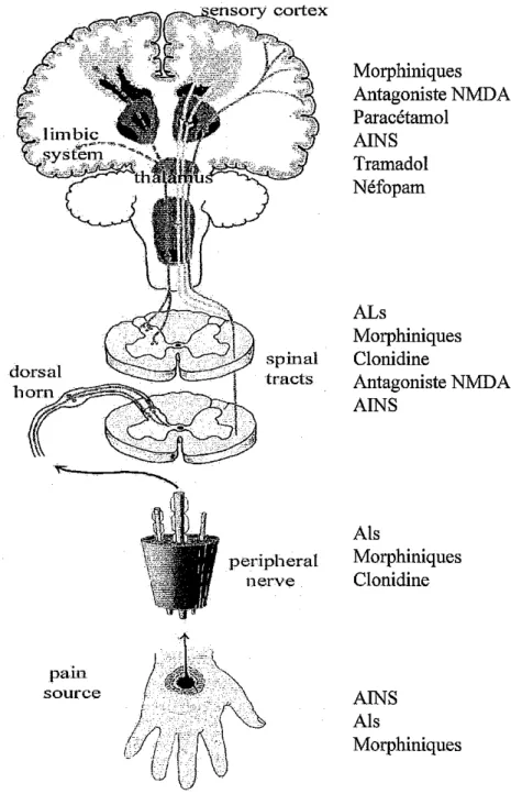 Figure 1 :  Site d’action des principaux antalgiques utilisés en pratique courante.  AINS : anti-inflammatoires non-stéroïdiens, ALs : anesthésiques locaux