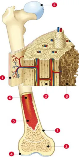 Figure 13 : Structure des os longs. 