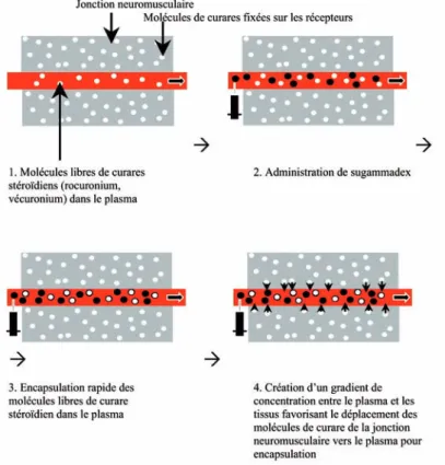 Figure 3.  Schéma de la neutralisation et de récupération des molécules de curares déjà fixées sur le  récepteur.