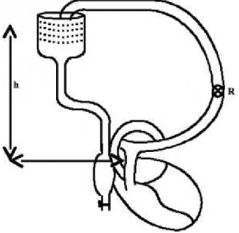 Figure 4.1  :  Schéma  (très  simplifié)  du  montage  expérimental  de  Starling,  démontrant  la  loi  du  cœur