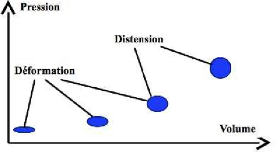 Figure 4.4 : Relation pression-volume dans la circulation veineuse et rôle respectif de la déformabilité et de la 