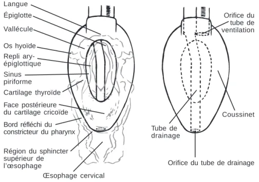 Figure 3. Vue dorsale du LMA-ProSeal™  montrant ses rapports avec les structures anatomiques du pharynx.