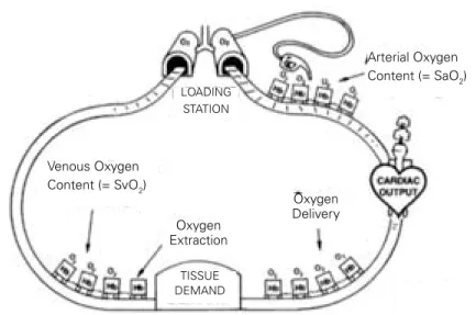 Figure 1 : Transport et extraction tissulaire de l'O 2 .