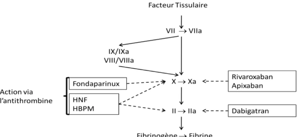 Figure 1.- Anticoagulants et cascade de la coagulation. 