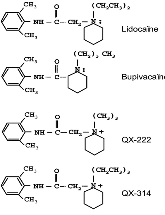 Figure  1.    Molécules  de  lidocaïne  et  de  bupivacaïne  (amines  tertiaires)  en  haut  et  de  QX‐222  et  314  (amines quaternaires) en bas.  A droite, le groupement amine conditionne l'ionisation de la molécule.  Les  ALs  habituels,  comme  la  bu