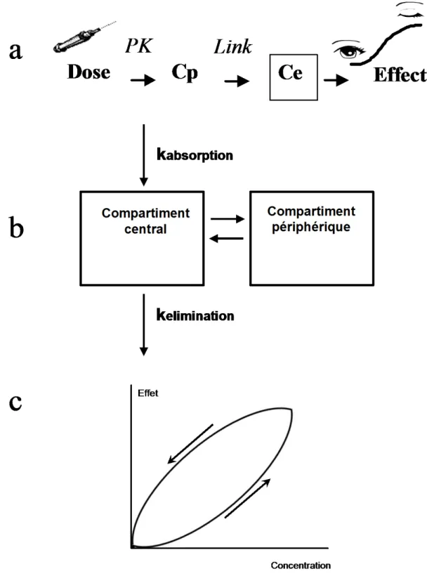 Figure 1.   Relation PK-PD.  Après administration i.v. ou absorption (administration  extravasculaire), les molécules se distribuent dans les compartiments de l’organisme