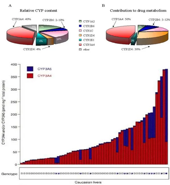 Figure 2.-    En haut, abondance relative dans le foie (a) et contribution des  principales  isoformes du cytochrome P450 au métabolisme des médicaments (d’après Wang H et  Tompkins LM