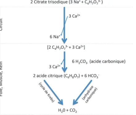 Figure 2.-  Représentation schématique de l’interaction du citrate trisodique exogène dans le  circuit d’épuration extrarénale et de son métabolisme
