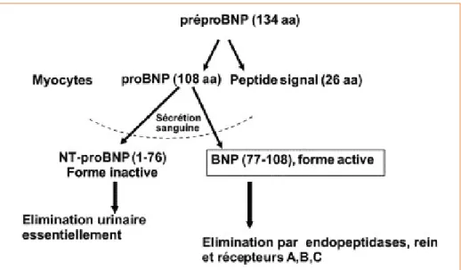 Figure 2 –  Synthèse du  B-type natriuretic peptide  (BNP)
