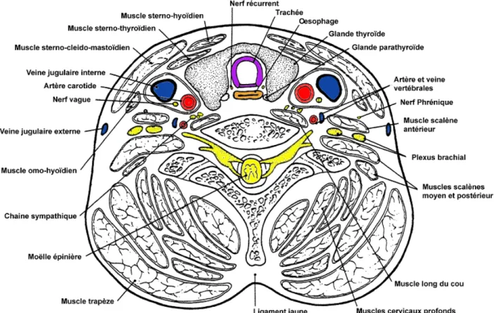 Figure 1 -  Coupe Anatomique du cou 