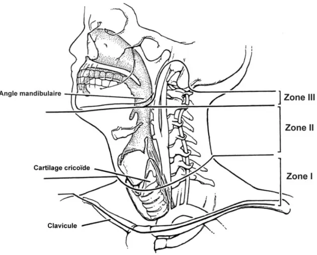 Figure 2 - Division du cou en 3 zones anatomiques  