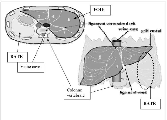 Figure 1. Le foie et la rate dans la cavité péritonéale et sa systématisation. (d’après [5]) 