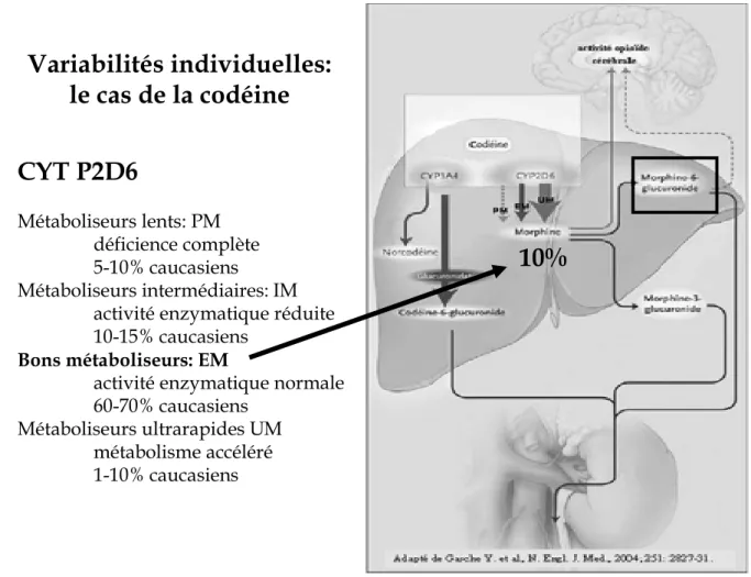 Figure 3.- Métabolisme de la codéine. L’efficacité de la codéine est liée au profil de métaboliseur du patient. 