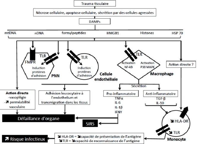 Figure 2: Schéma de synthèse liant les DAMPs à l’inflammation et à l’immunosupression 