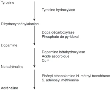 Figure 1. Biosynthèse de la noradrénaline et de l’adrénaline.