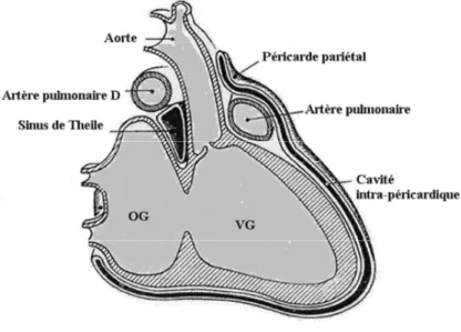 Figure 1.- Anatomie du péricarde séreux sain. 