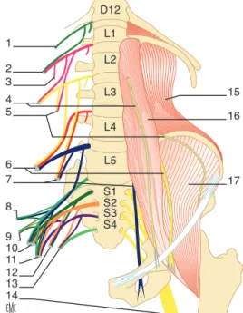 Figure 1. Plexus lombal et sacral. Organisation schématique. 1. Nerf subcostal ; 2. nerf iliohypogastrique ; 3