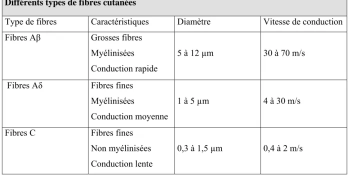 Tableau 1 :Les trois classes de fibres cutanées affectées à la perception de la douleur Différents types de fibres cutanées 