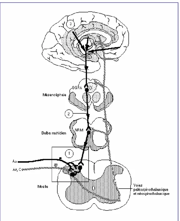 Figure 9 : Mécanismes de modulation de la douleur 