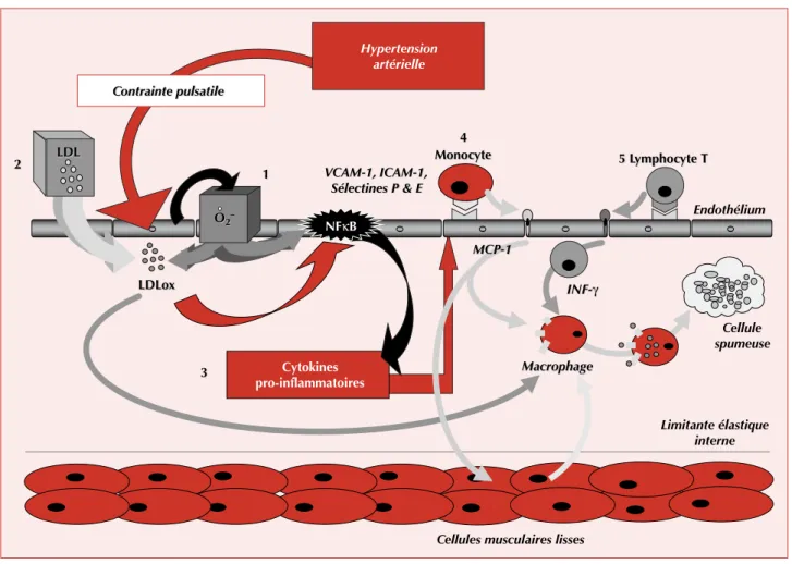 Figure 12. Schéma représentant le rôle du stress oxydant dans l’induction de l’athérosclérose dans l’hypertension artérielle