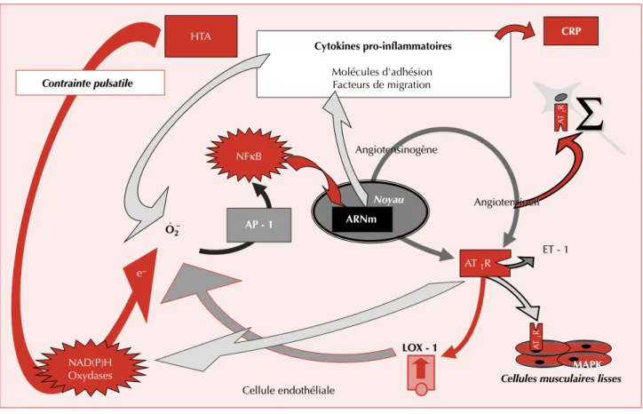 Figure 9 . Schéma physiopathologique des mécanismes impliqués dans les conséquences de l’augmentation de la pression artérielle.