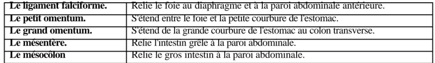 Tableau 19.1  Les replis du péritoine pariétal. 
