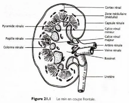 Tableau 21.1 la circulation sanguine à travers le rein. 