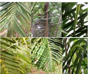 Figure 2 : Symptômes de déficience des feuilles de palmier à huile (Kindohoundé et al., 2018) A : Symptôme de déficience en azote chez 