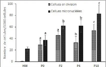 Figure 5. Nombre moyen des cellules en division et des micronoyaux parmi 1000 cellules comptées chez les racines  de V