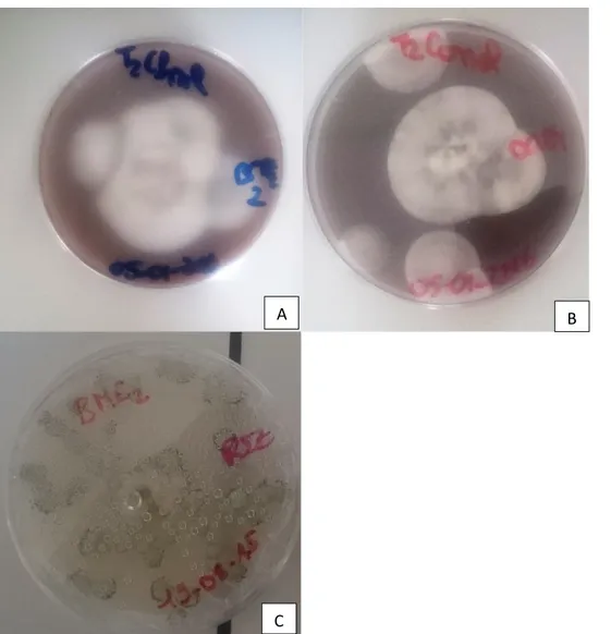 Figure 1 : Aspect macroscopique des isolats de Metarhizium sp de 21 jours sur les milieux de culture, A : café et  mélasse, B : cacao, C : riz 