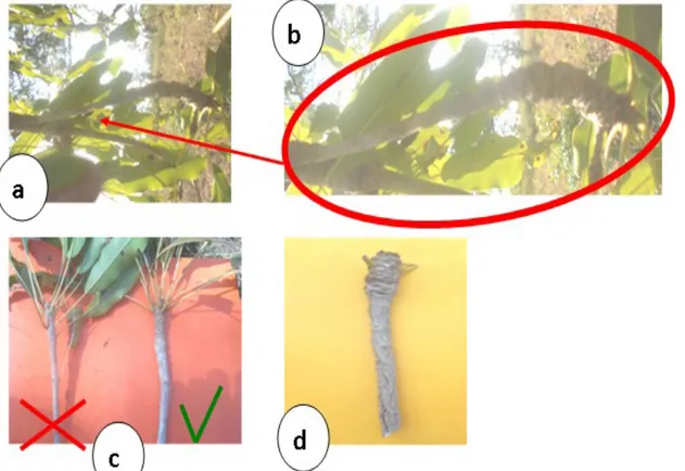 Figure 2. Identification et caractéristiques visuelles d’un rameau florifère sur l’arbre à « karité plus »