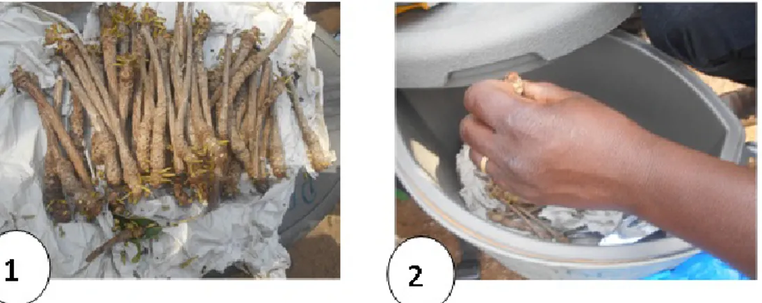 Figure 4. Collecte et conditionnement des rameaux collectées dans une glacière ou récipient à couvercle  pouvant conserver l’humidité