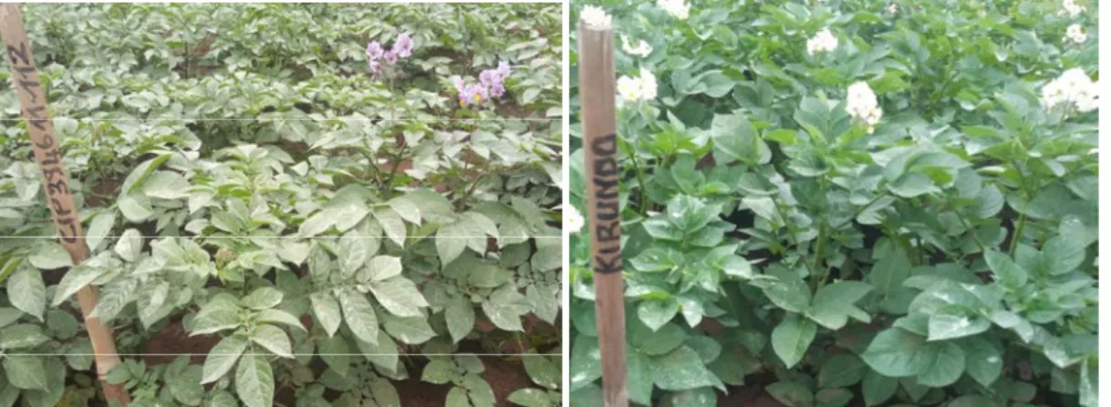 Figure  1:  Vegetative  appearance  of  tested  potato  materials  (CIP388676.1,  CIP398190.89,  CIP392797.22,  CIP394611.112, CIP398193.511 and Kirundo