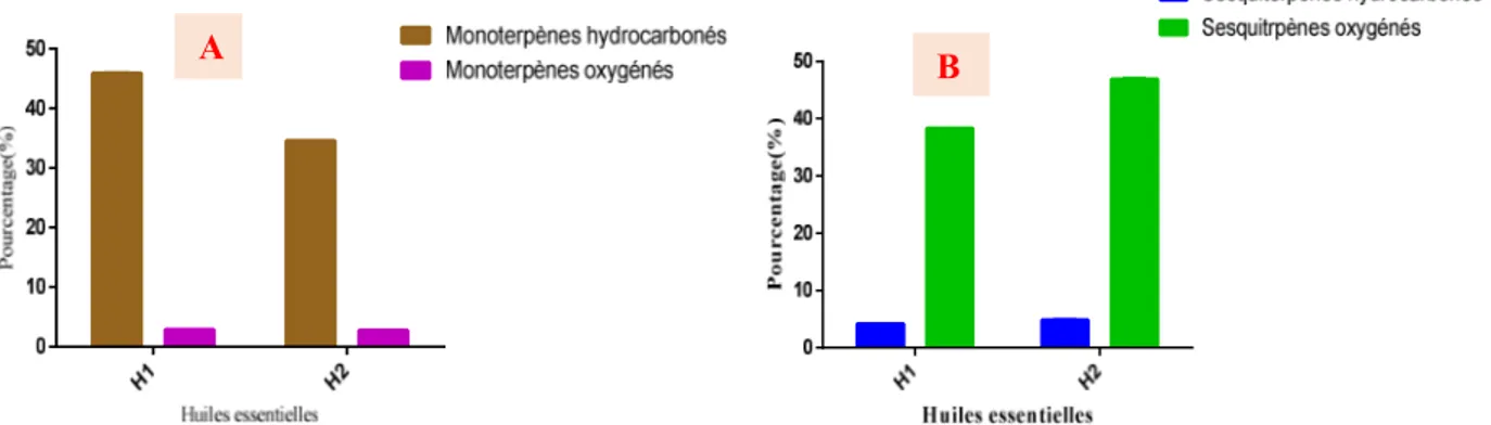 Figure 3 : Teneur des monoterpènes (A) et des sesquiterpènes (B) de H1 et H2  En comparant les compositions chimiques de H1 et H2 