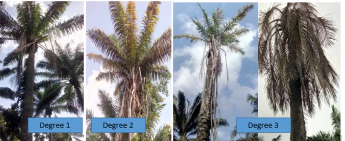 Figure 2:  shows Foe on Mycelium Medium 