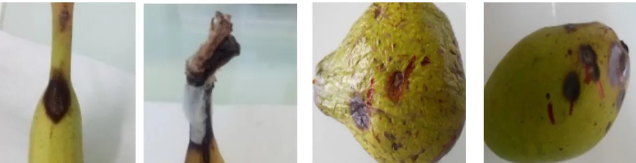 Figure 2 : Infections naturelles sur pédoncule de banane, flanc d’avocat, flanc et pédoncule de mangue  Isolement et identification des agents pathogènes : 